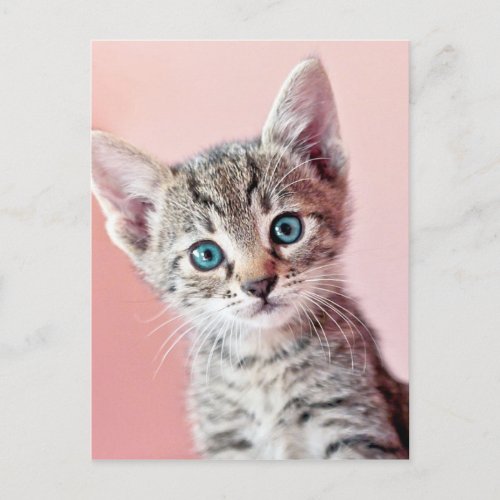 Cute kitten with blue eyes postcard
