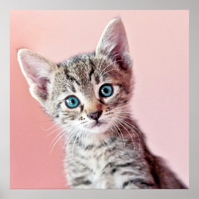 Cute kitten with blue eyes. poster (Front)