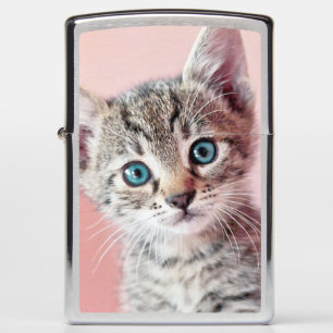 Cute kitten with blue eyes. zippo lighter