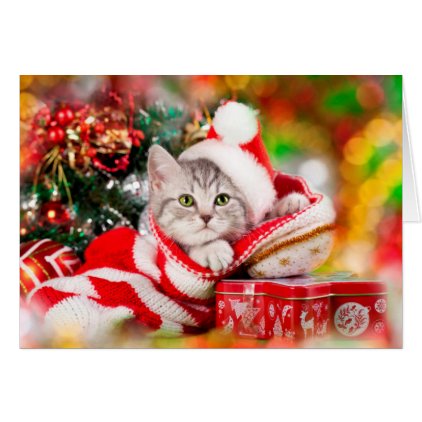 Cute Kitten Xmas Card