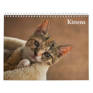 Cute Kittens 2026 Calendar