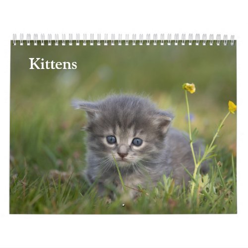 Cute Kittens 2027 Calendar