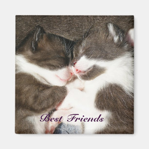 Cute kittens best friends customizable magnet