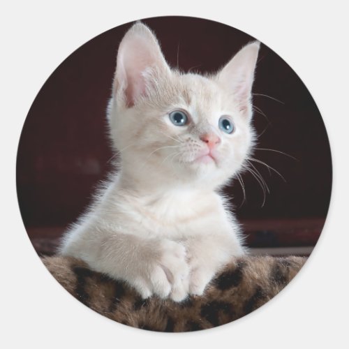 Cute Kittens Classic Round Sticker