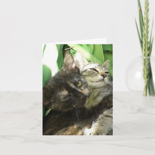 Cute Kittens Cuddling Birthday card
