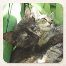 Cute kittens cuddling