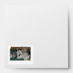 Cute Kittens Envelope