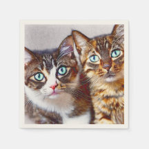 Cute kittens Faces