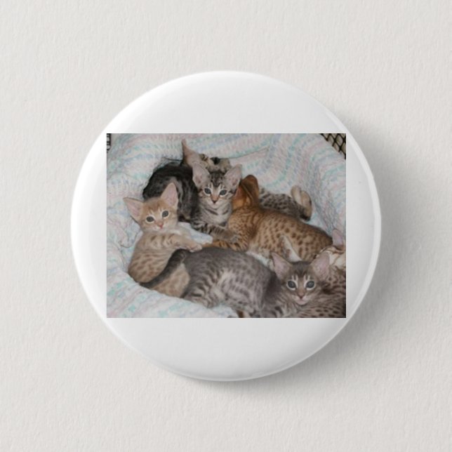 CUTE KITTENS IN A BASKET BUTTON (Front)