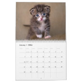 Cute Kittens Photo Wall Calendar 