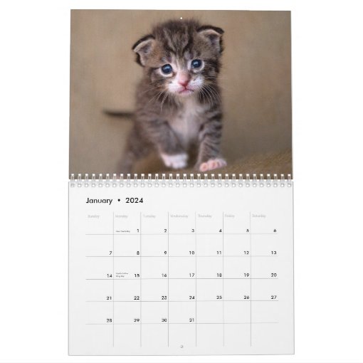 Cute Kittens Photo Wall Calendar | Zazzle