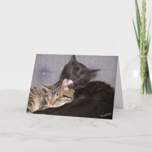 Cute Kittens Photograph Missing You Template (Front)