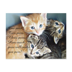 Cute Kittens Postcard
