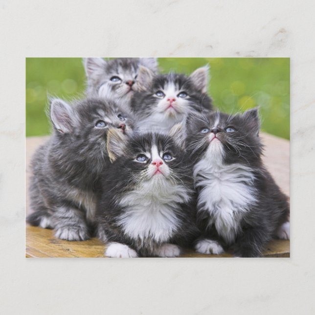 Cute kittens postcard (Front)