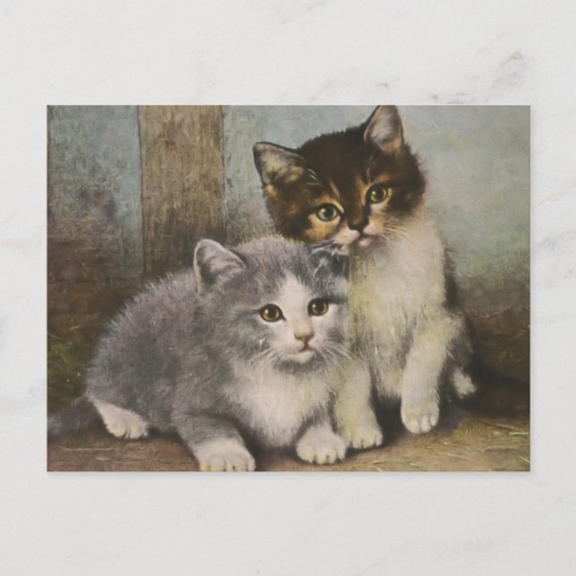 Cute Kittens Postcard (Front)