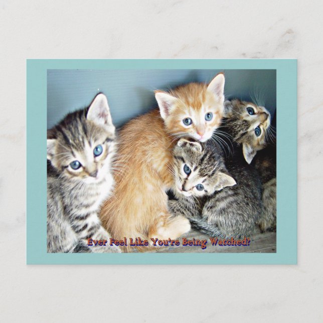 Cute kittens  postcard (Front)
