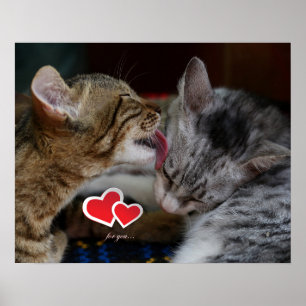 Cute kittens poster