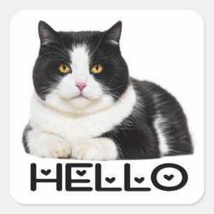 Cute Kitty Black White Kitten Hello Cat Square Sticker