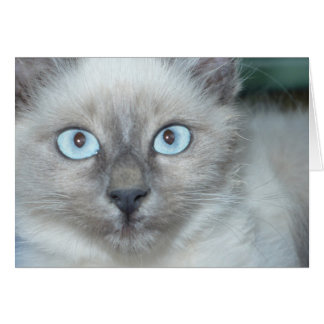 Cute kitty cards