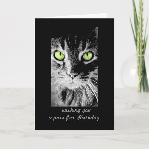cute kitty cat Birthday Card photo art humorous
