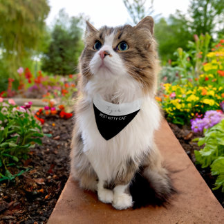 CUTE KITTY CAT BLACK AND WHITE NAME WITH MESSAGE PET BANDANA COLLAR