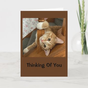 Cute Kitty Thinking Of You Card by MortOriginals at Zazzle