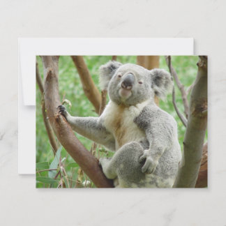 Cute Koala