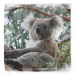 Cute Koala Bear Bandana