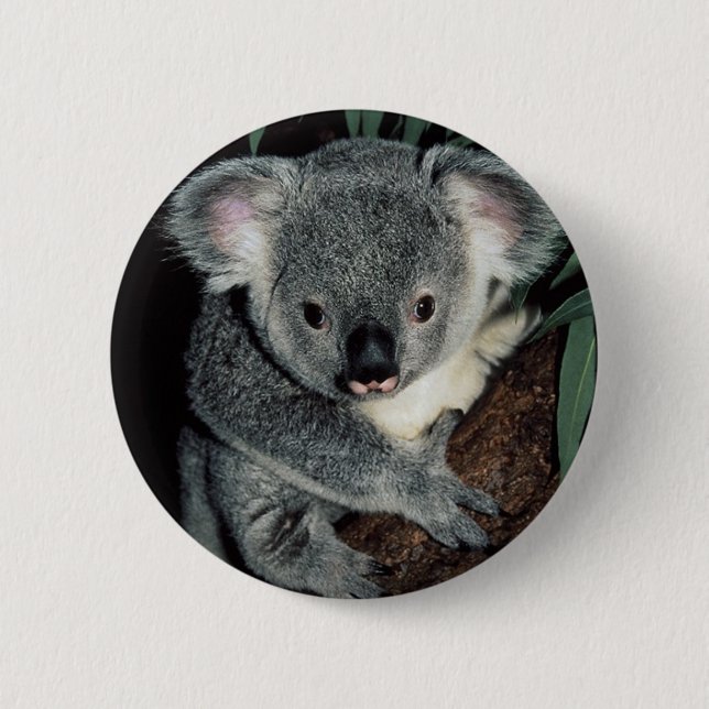 Cute Koala Bear Button (Front)