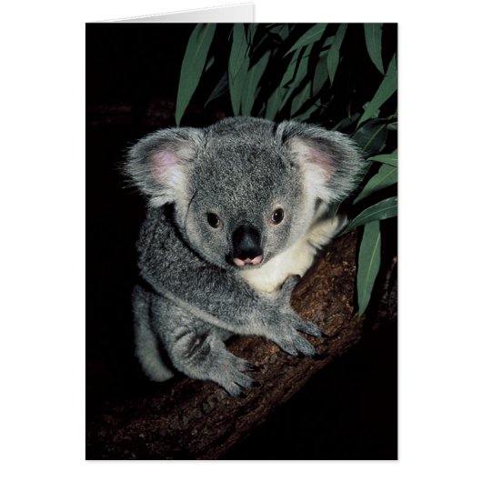 Cute Koala Bear Cards (Front)