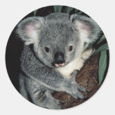 https://rlv.zcache.com/cute_koala_bear_classic_round_sticker-r5df2e448b27b48b5a58f0fdb637bfb5c_0ugmp_8byvr_166.jpg