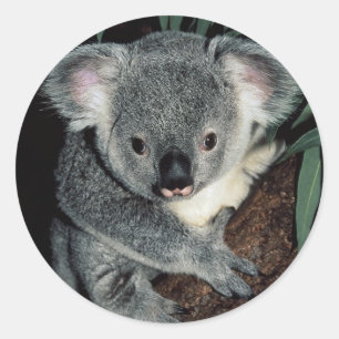 Cute Koala Bear Classic Round Sticker