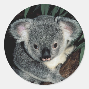 Cute Koala Bear Classic Round Sticker