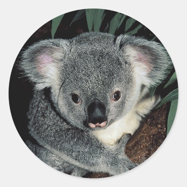 Cute Koala Bear Classic Round Sticker (Front)