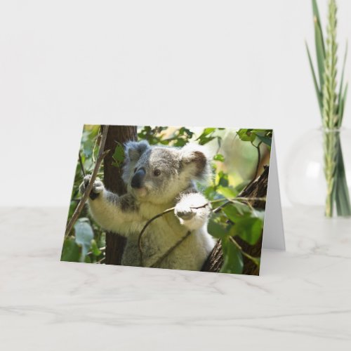 Cute Koala Bear Destiny Nature Aussi Outback Card