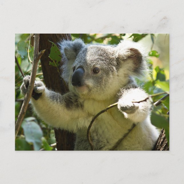 Cute Koala Bear Destiny Nature Aussi Outback Postcard (Front)