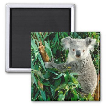 Cute Koala Bear Magnet by paul68 at Zazzle