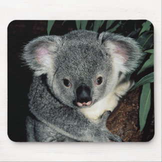 Cute Koala Bear Mouse Pad