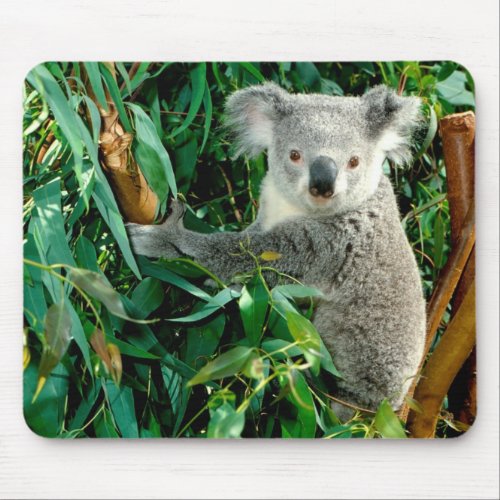 Cute Koala Bear Mouse Pad