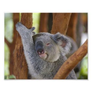 Cute Koala Bear With Rainbow Heart Balloon - Cute Koala - Posters