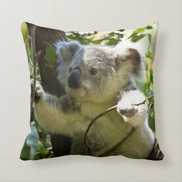 koala bear pillow