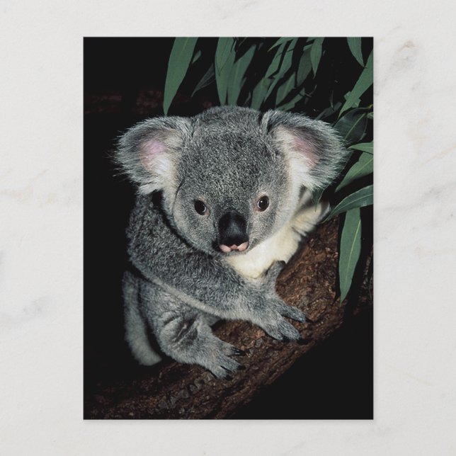 Cute Koala Bear Postcard (Front)