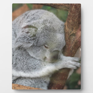 Cute Koala Bear Shower Office Party Plaque