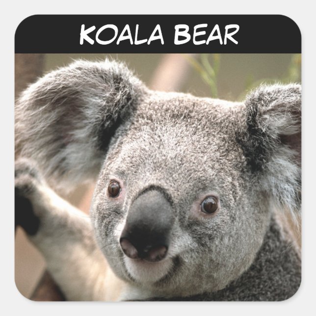 Cute Koala Bear Square Sticker (Front)