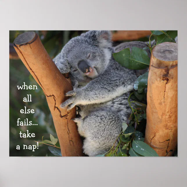 Cute Koala Bear, when all else fails take a nap Poster | Zazzle