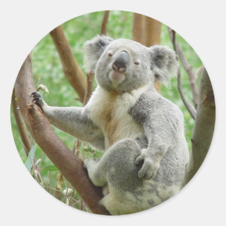 Cute Koala Classic Round Sticker