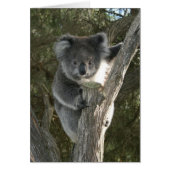 Cute Koala Climbing a Tree (Front)
