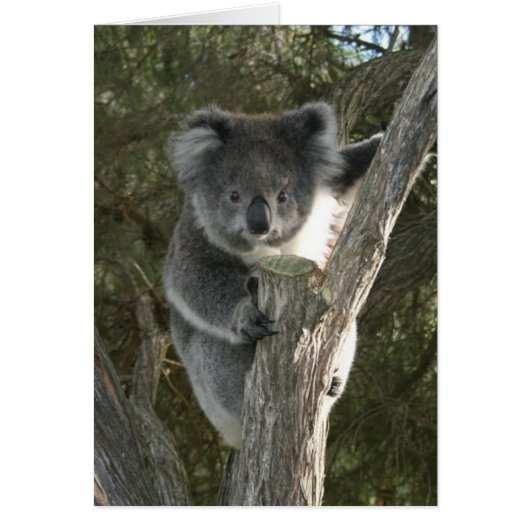 Cute Koala Climbing a Tree Cards (Front)