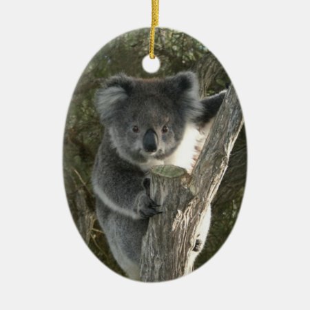 Cute Koala Climbing A Tree Ceramic Ornament