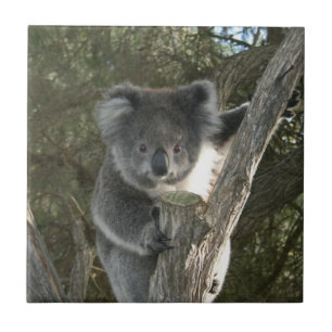 Cute Koala Climbing a Tree Ceramic Tile